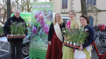 Permalink auf:Schachblumenmarkt